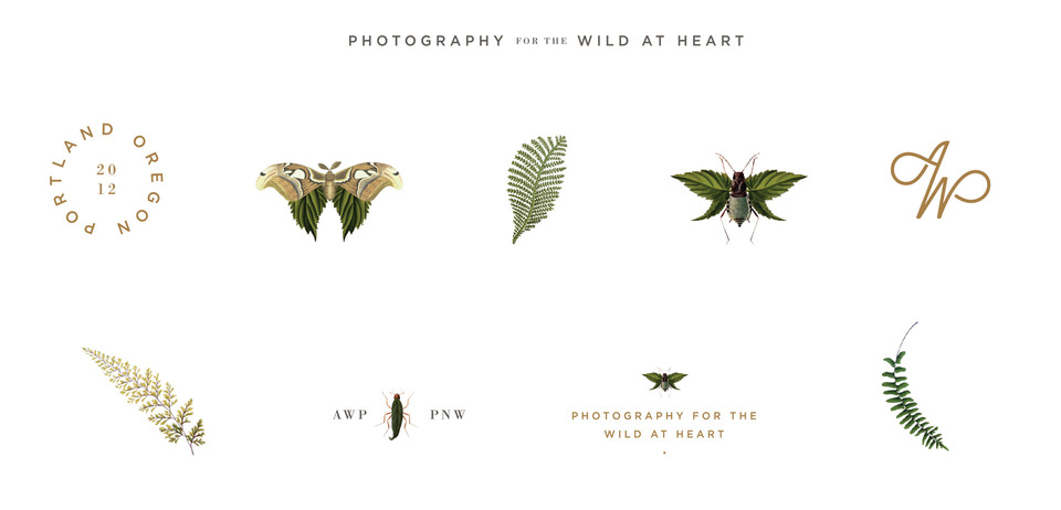Graphic design elements of ferns and insect specimens for Amy Winningham Photography brand family by Saturday Studio